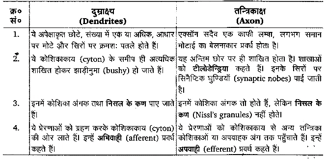 तन्त्रिकीय नियन्त्रण एवं समन्वय (Neural Control & Coordination) NCERT Solutions | NCERT Textbooks in Hindi (Class 6 to Class 12) - CTET & State TET