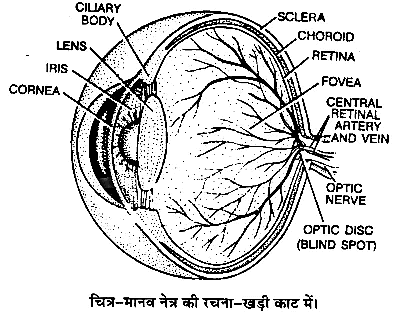 तन्त्रिकीय नियन्त्रण एवं समन्वय (Neural Control & Coordination) NCERT Solutions | NCERT Textbooks in Hindi (Class 6 to Class 12) - CTET & State TET