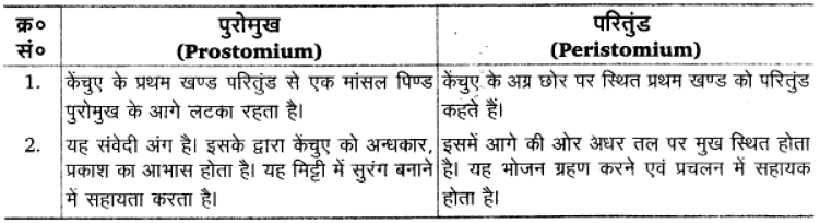 प्राणियों में संरचनात्मक संगठन (Structural Organisation in Animals) NCERT Solutions | NCERT Textbooks in Hindi (Class 6 to Class 12) - CTET & State TET