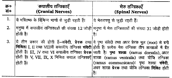 तन्त्रिकीय नियन्त्रण एवं समन्वय (Neural Control & Coordination) NCERT Solutions | NCERT Textbooks in Hindi (Class 6 to Class 12) - CTET & State TET