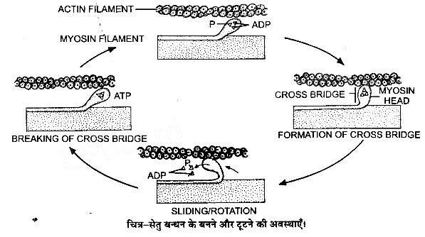 गमन एवं संचलन (Locomotion & Movement) NCERT Solutions | NCERT Textbooks in Hindi (Class 6 to Class 12) - CTET & State TET
