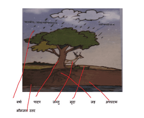 वन: हमारी जीवन रेखा (Forests - Our Lifeline) NCERT Solutions | NCERT Textbooks in Hindi (Class 6 to Class 12) - CTET & State TET