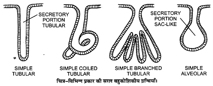 प्राणियों में संरचनात्मक संगठन (Structural Organisation in Animals) NCERT Solutions | NCERT Textbooks in Hindi (Class 6 to Class 12) - CTET & State TET