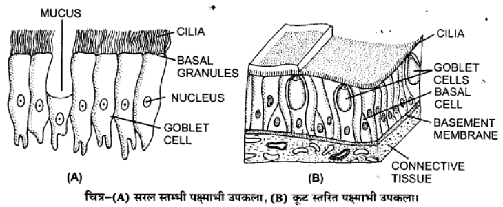 प्राणियों में संरचनात्मक संगठन (Structural Organisation in Animals) NCERT Solutions | NCERT Textbooks in Hindi (Class 6 to Class 12) - CTET & State TET