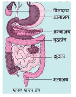 प्राणियों में पोषण (Nutrition in Animals) NCERT Solutions | NCERT Textbooks in Hindi (Class 6 to Class 12) - CTET & State TET