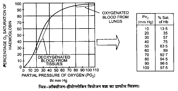 श्वसन और गैसों का विनिमय (Breathing & Exchange of Gases) NCERT Solutions | NCERT Textbooks in Hindi (Class 6 to Class 12) - CTET & State TET