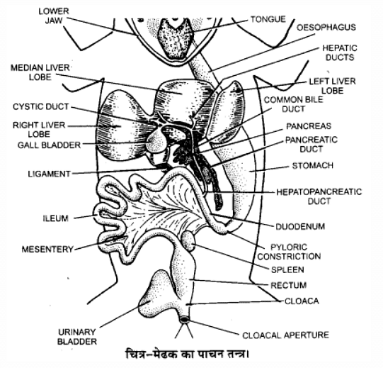 प्राणियों में संरचनात्मक संगठन (Structural Organisation in Animals) NCERT Solutions | NCERT Textbooks in Hindi (Class 6 to Class 12) - CTET & State TET