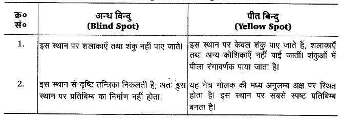तन्त्रिकीय नियन्त्रण एवं समन्वय (Neural Control & Coordination) NCERT Solutions | NCERT Textbooks in Hindi (Class 6 to Class 12) - CTET & State TET