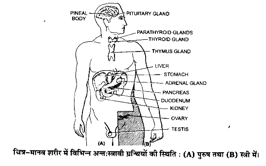 रासायनिक समन्वय तथा एकीकरण (Chemical Coordination & Integration) NCERT Solutions | NCERT Textbooks in Hindi (Class 6 to Class 12) - CTET & State TET
