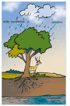 वन: हमारी जीवन रेखा (Forests - Our Lifeline) NCERT Solutions | NCERT Textbooks in Hindi (Class 6 to Class 12) - CTET & State TET
