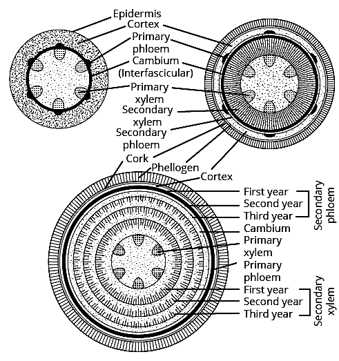 पुष्पी पादपों का शारीर (Anatomy of Flowering Plants) NCERT Solutions | NCERT Textbooks in Hindi (Class 6 to Class 12) - CTET & State TET