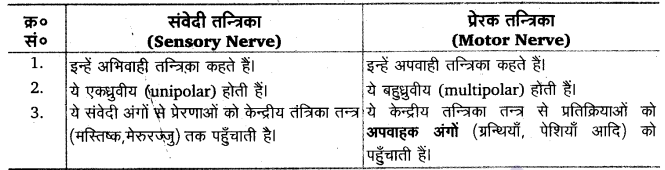 तन्त्रिकीय नियन्त्रण एवं समन्वय (Neural Control & Coordination) NCERT Solutions | NCERT Textbooks in Hindi (Class 6 to Class 12) - CTET & State TET