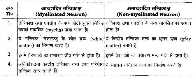 तन्त्रिकीय नियन्त्रण एवं समन्वय (Neural Control & Coordination) NCERT Solutions | NCERT Textbooks in Hindi (Class 6 to Class 12) - CTET & State TET