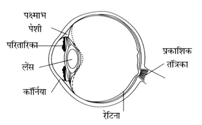प्रकाश (Light) NCERT Solutions | NCERT Textbooks in Hindi (Class 6 to Class 12) - CTET & State TET
