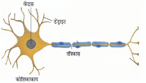 ऊतक (Tissues) NCERT Solutions | NCERT Textbooks in Hindi (Class 6 to Class 12) - CTET & State TET