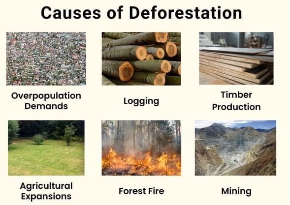 Olympiad Notes: Forest | Science Olympiad Class 6