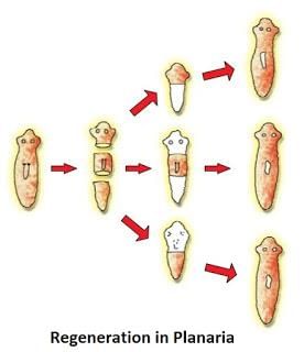 How do organism reproduce (complete notes) - Class 10