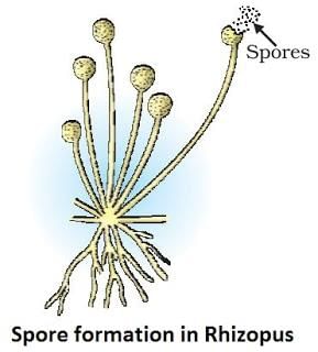 How do organism reproduce (complete notes) - Class 10