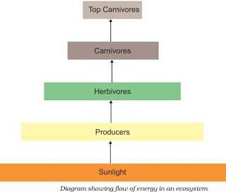Our Environment (complete notes) - Class 10
