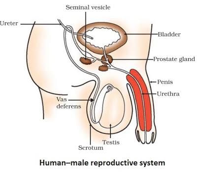 How do organism reproduce (complete notes) - Class 10