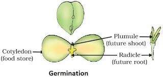 How do organism reproduce (complete notes) - Class 10