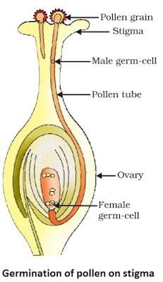 How do organism reproduce (complete notes) - Class 10