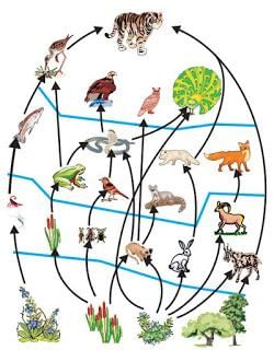 Our Environment (complete notes) - Class 10