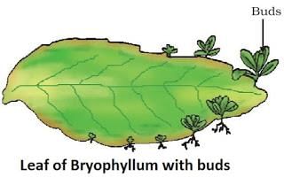 How do organism reproduce (complete notes) - Class 10