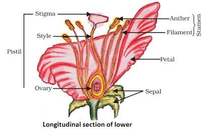 How do organism reproduce (complete notes) - Class 10