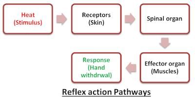 Control and coordination (complete notes) - Class 10