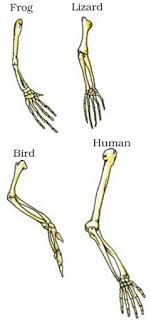 Heredity and evolution (complete notes) - Class 10