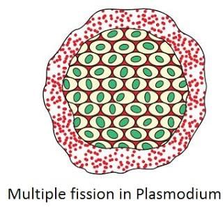 How do organism reproduce (complete notes) - Class 10