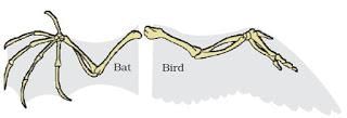 Heredity and evolution (complete notes) - Class 10