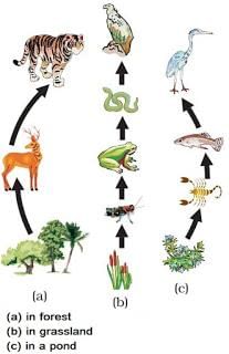 Our Environment (complete notes) - Class 10