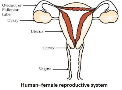 How do organism reproduce (complete notes) - Class 10