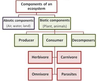 Our Environment (complete notes) - Class 10