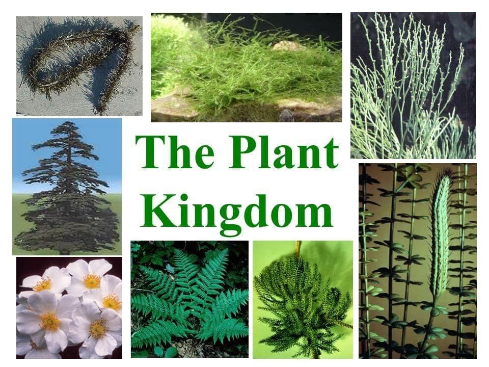Plant Kingdom | Famous Books for UPSC Exam (Summary & Tests)