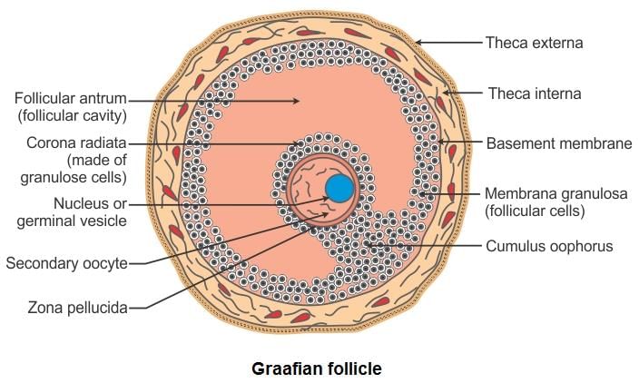 Chapter 3 Human Reproduction - NCERT Solutions for Class 10 Biology  Maharashtra - TopperLearning