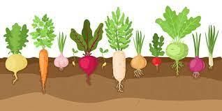 Class 5 Science - Plant Life - CBSE Worksheets Solutions - 2