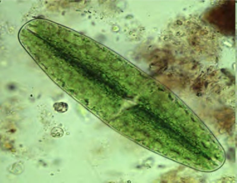 Microscopic organisms