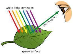 How Do Plants Make Their Food - 2 Class 6 Worksheet Science