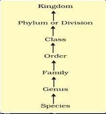 The taxonomic unit 'Phylum' in the classification of animals is equivalent  to which hierarchical level in classification of plants from Biology The  Living World Class 11 Haryana Board - English Medium