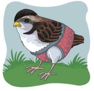 Hide-and-seek with Salim Ali Chapter Notes | English Class 6 ICSE