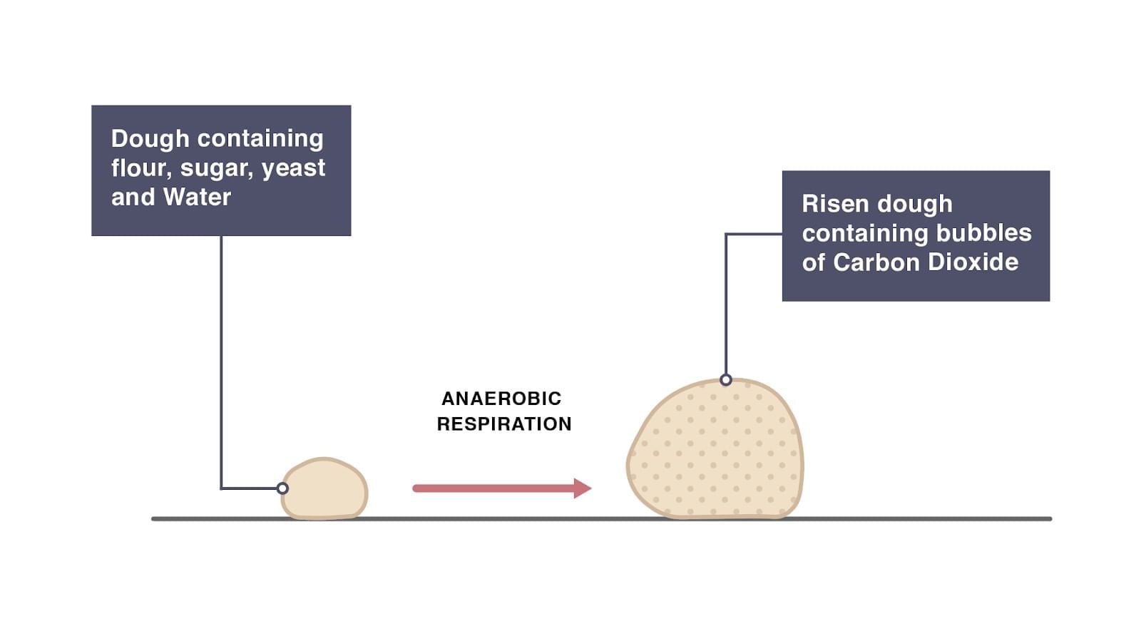 The Invisible Living World: Beyond Our Naked Eye Chapter Notes | Science Curiosity Class 8 - New NCERT