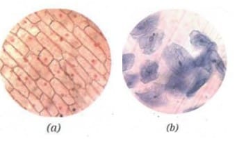 (a) The onion peel cells, and (b) human cheek cells