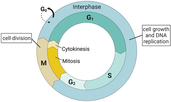 Regulators of the Cell Cycle