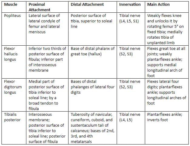 Lower Limb - 2 Chapter Notes | Anatomy - NEET PG