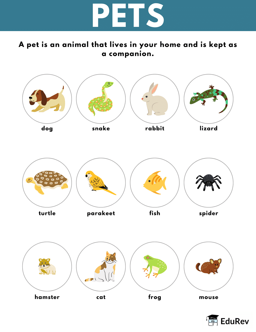 Learning Poster: Animals | EVS for Class 1