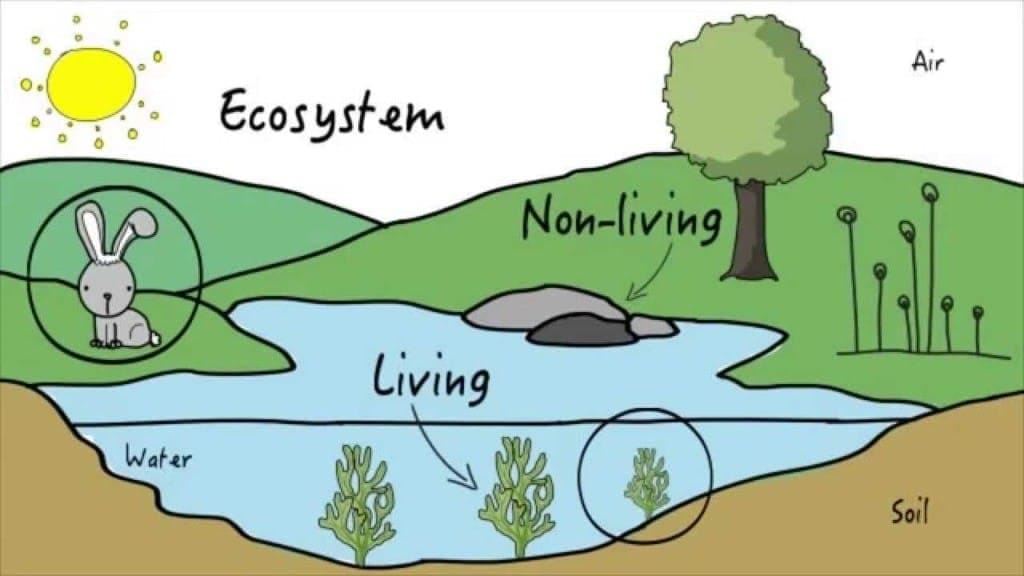 Ecosystem: Introduction & Types