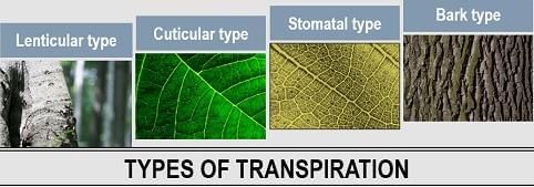 Revision Notes: Transpiration | Year 9 Science IGCSE (Cambridge) - Class 9